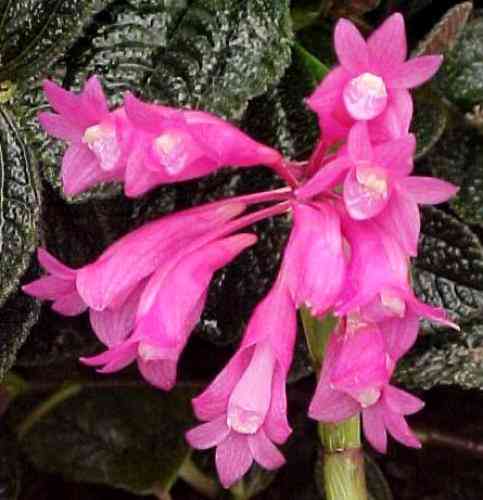 Dendrobium lawesii 